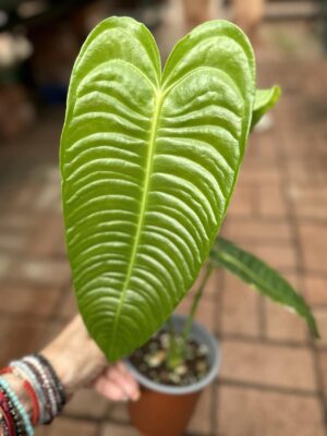 Anthurium Veitchii