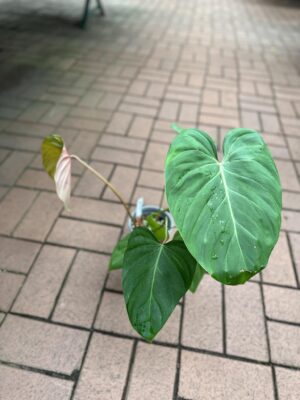Philodendron Pink Glory
