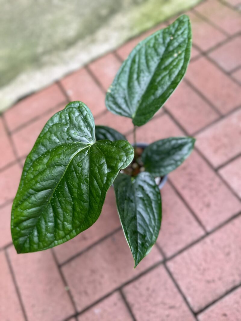 Anthurium moronense x Anthurium luxurians Anthurium moronense x Anthurium luxurians