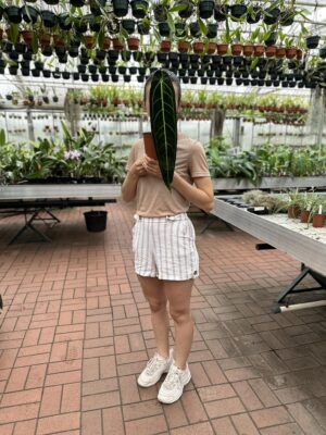 Anthurium Warocqueanum