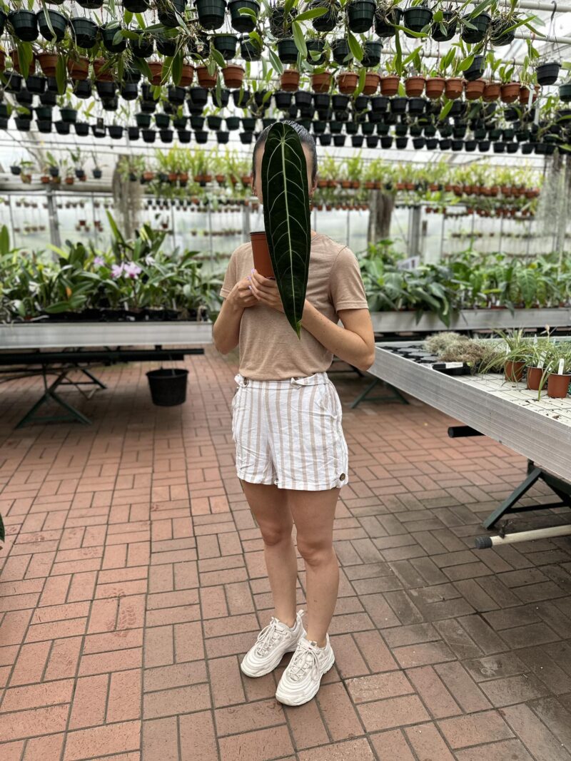 Anthurium Warocqueanum