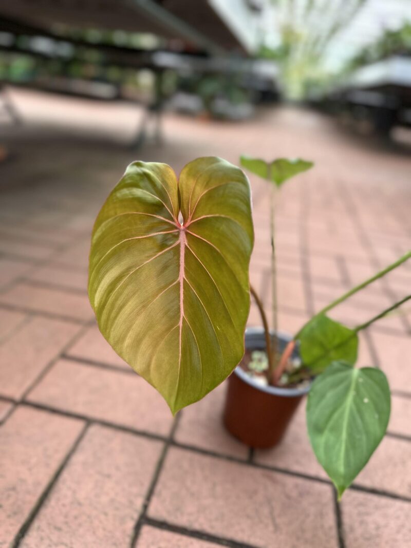 Philodendron Pink Glory