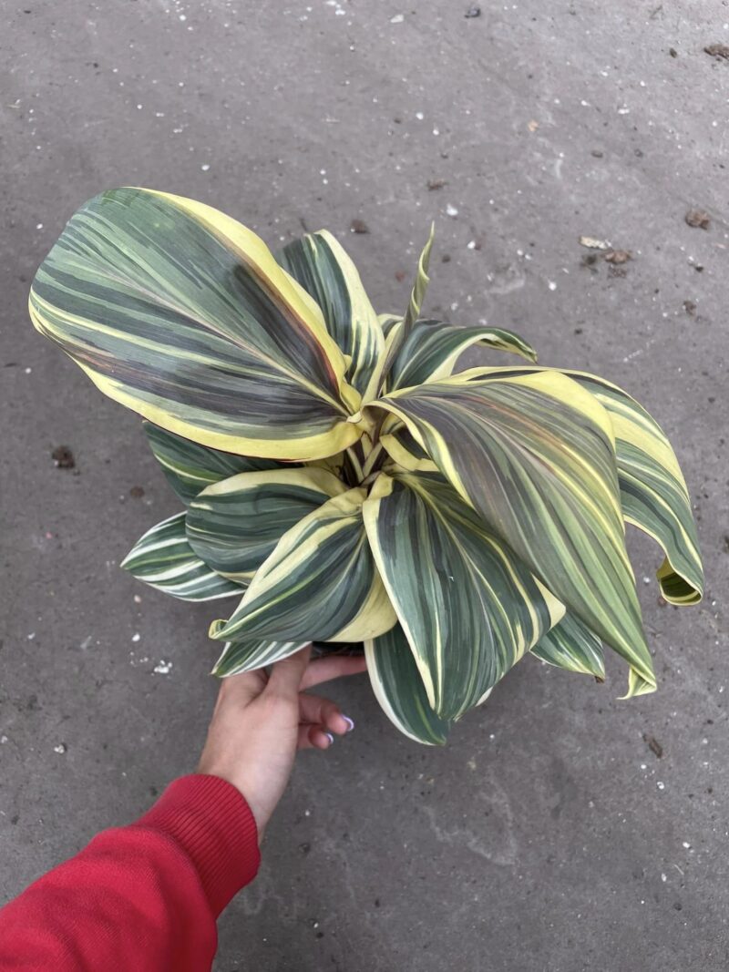 Cordyline ‘Chocolate Queen’