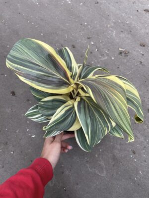 Cordyline ‘Chocolate Queen’