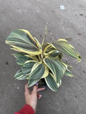 Cordyline ‘Chocolate Queen’