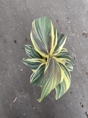 Cordyline ‘Chocolate Queen’