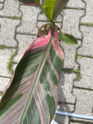 Bananowiec Musa Nono