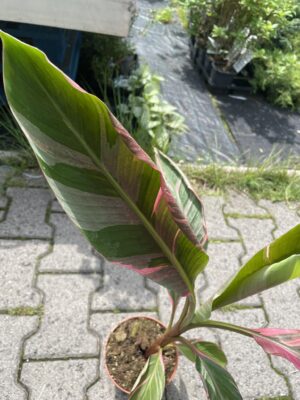 Bananowiec Musa Nono