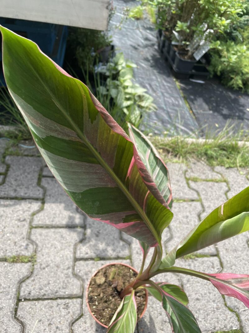 Bananowiec Musa Nono