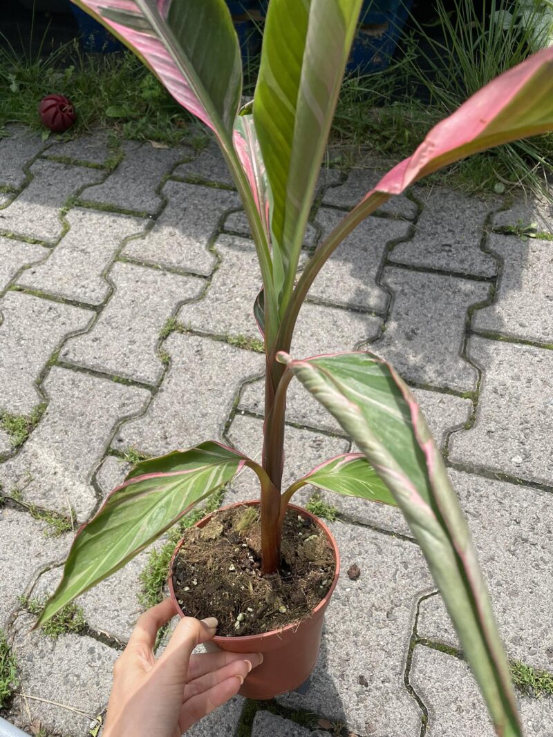 Bananowiec Musa Nono