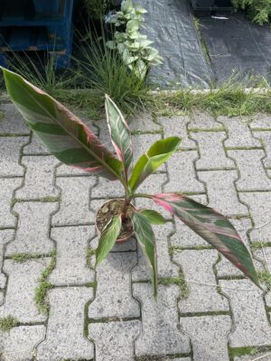 Bananowiec Musa Nono