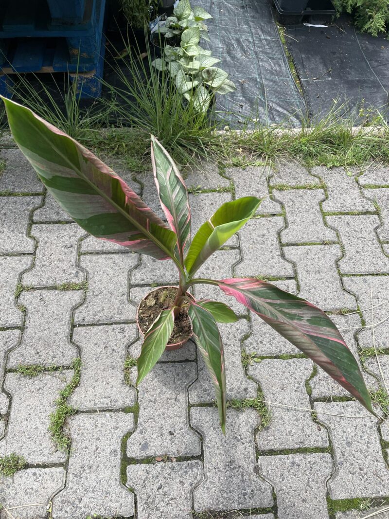 Bananowiec Musa Nono