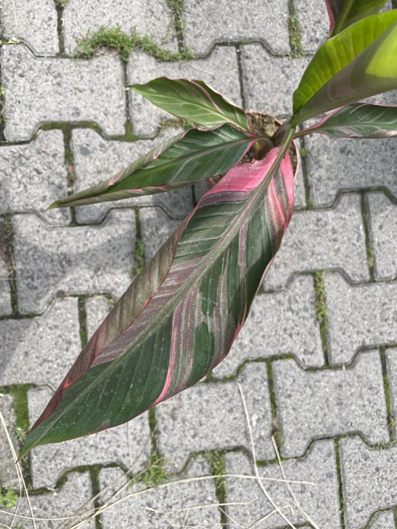 Bananowiec Musa Nono