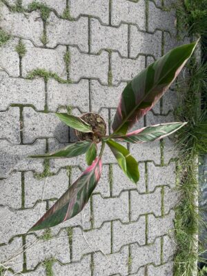 Bananowiec Musa Nono