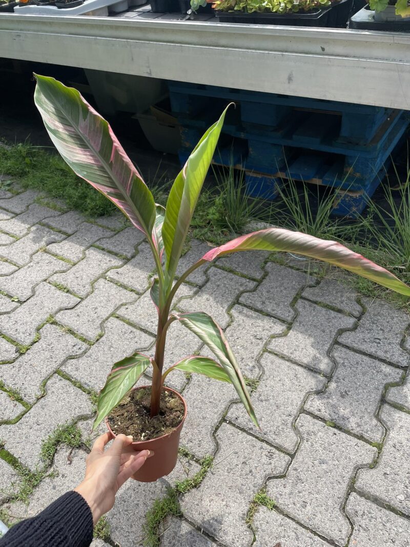 Bananowiec Musa Nono