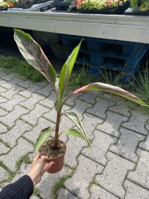 Bananowiec Musa Nono