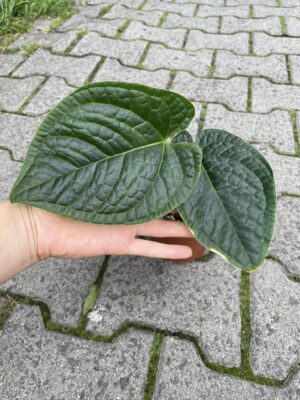 anthurium crystallinum x splendidum