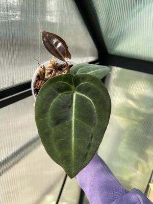 Anthurium besseae aff