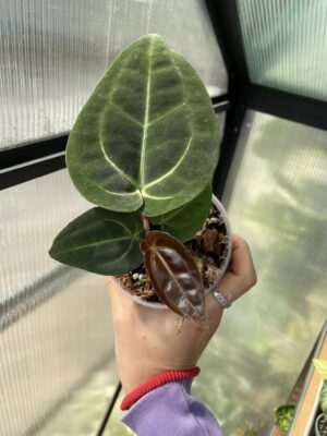 Anthurium besseae aff