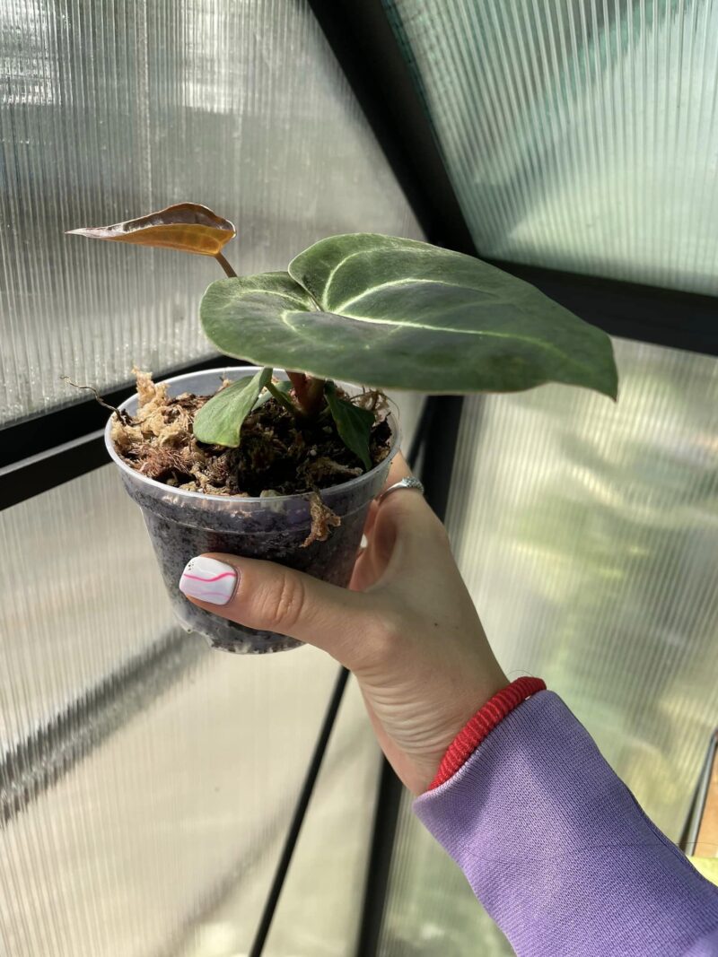 Anthurium besseae aff