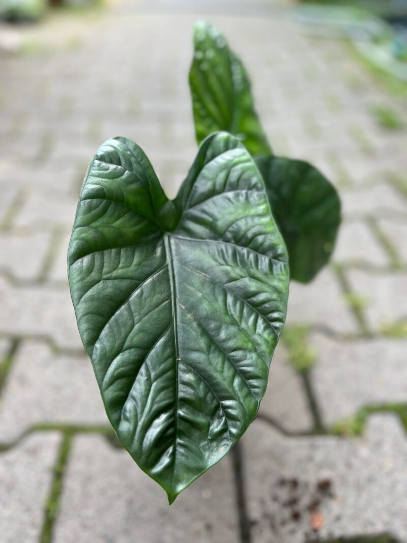 Alocasia Lukiwan