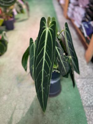 Anthurium Warocqueanum