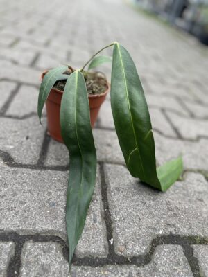 Anthurium Wendlingerii