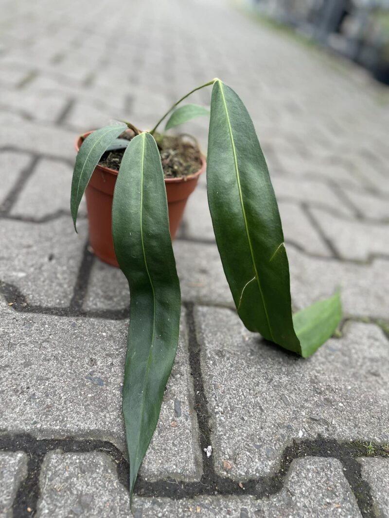 Anthurium Wendlingerii