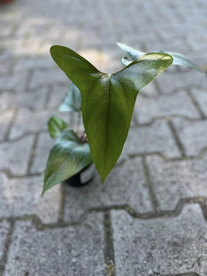 Anthurium nigrolaminum ‘Gigi’