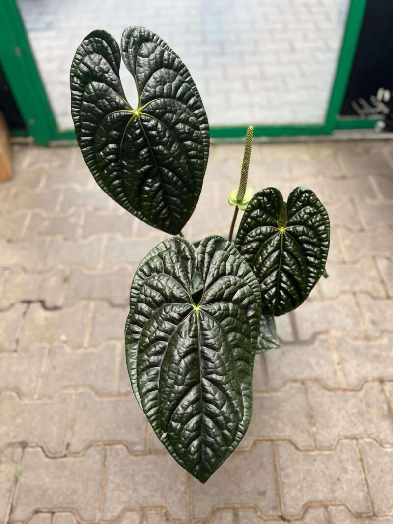 Anthurium Luxurians