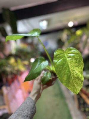 Philodendron Giganteum Variegata