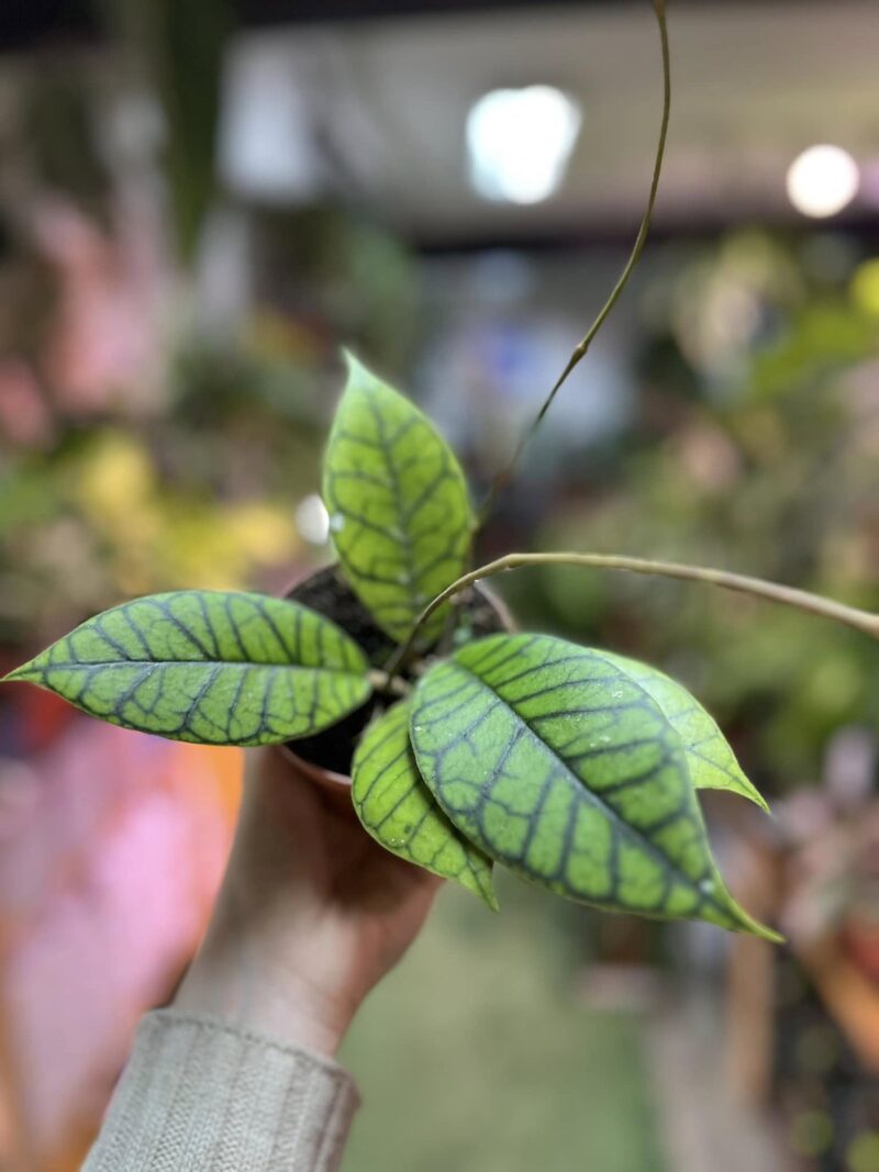 Hoya callistophylla
