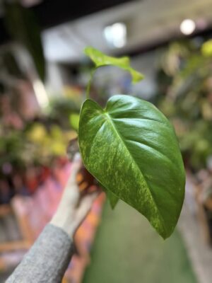 Philodendron Giganteum Variegata