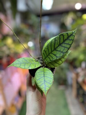 Hoya callistophylla