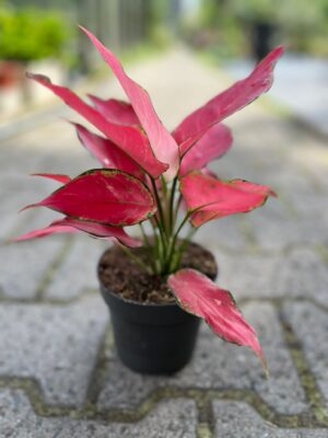 Aglaonema Cherry Baby