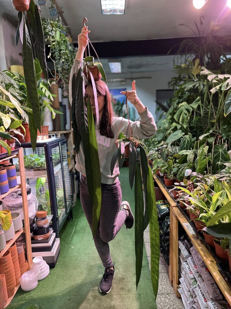 Anthurium Wendlingerii