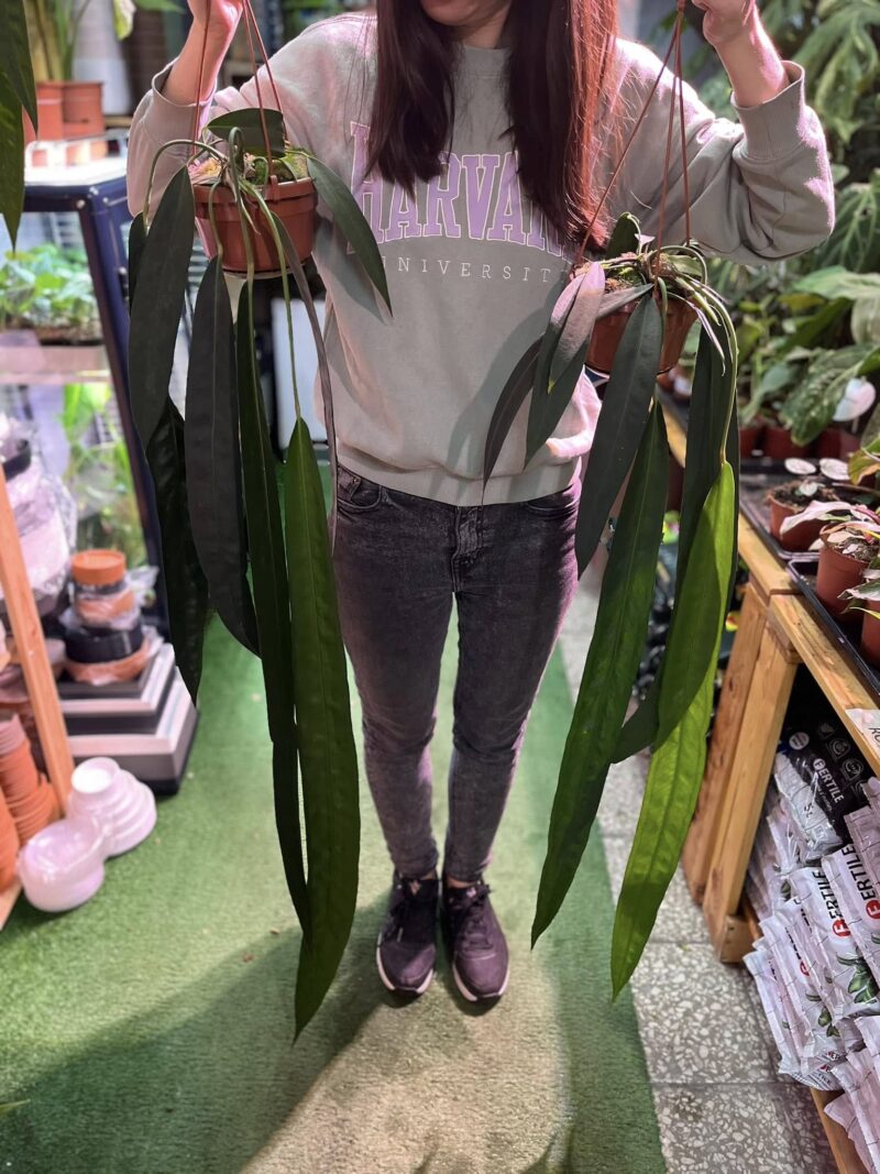 Anthurium Wendlingerii