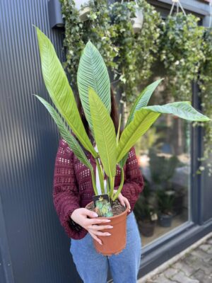 PHILODENDRON CAMPII LYNETTE