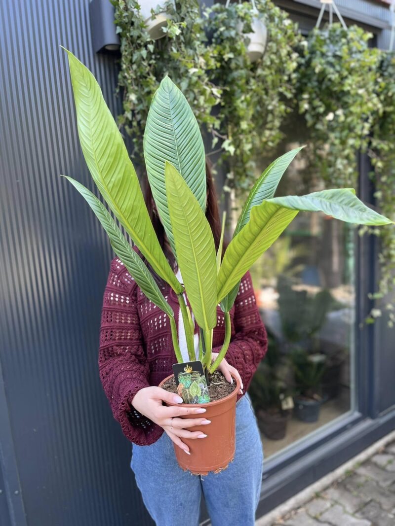 PHILODENDRON CAMPII LYNETTE