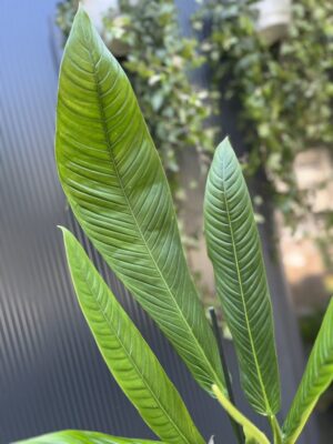 PHILODENDRON CAMPII LYNETTE