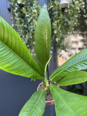 PHILODENDRON CAMPII LYNETTE