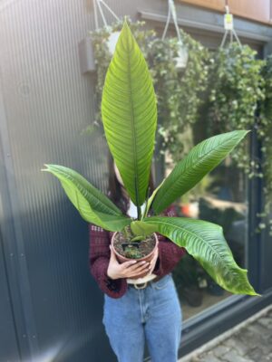 PHILODENDRON CAMPII LYNETTE