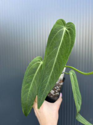 Anthurium Warocqueanum Esmeralda