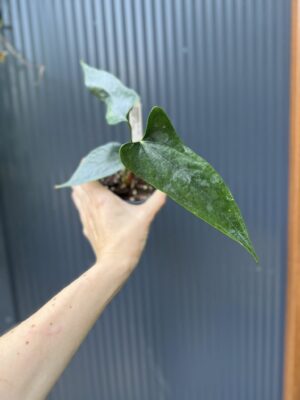 Anthurium nigrolaminum ‘Gigi’