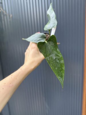 Anthurium nigrolaminum ‘Gigi’