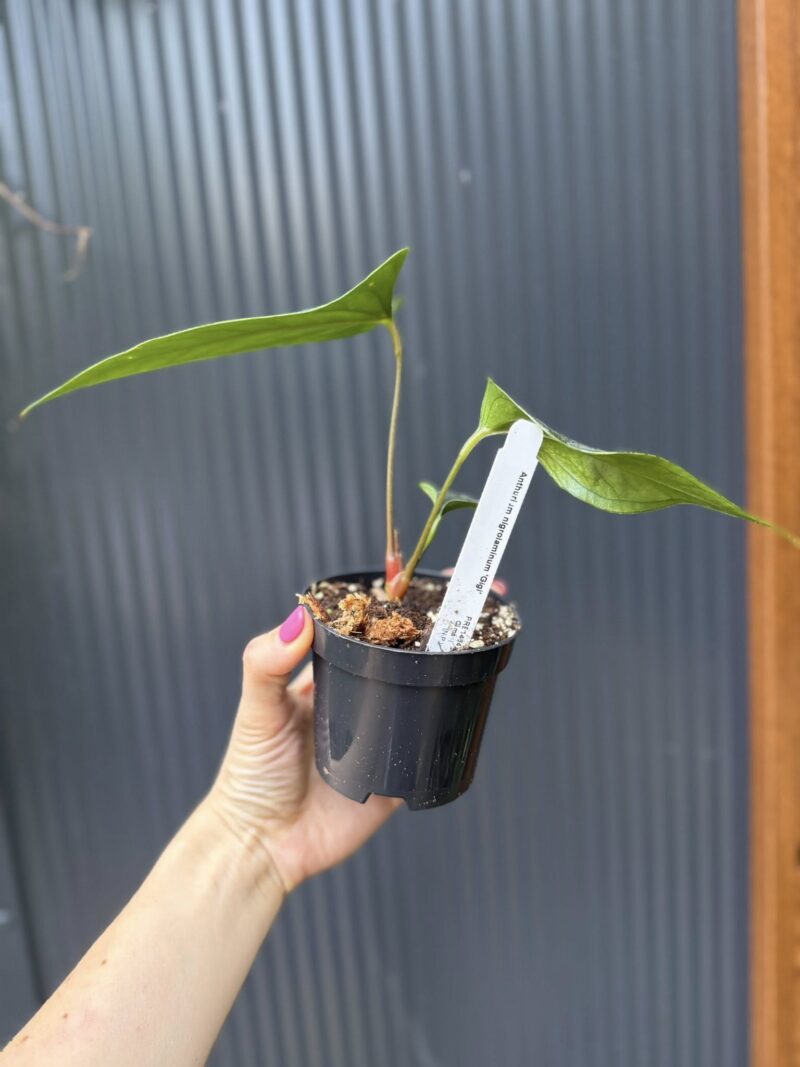 Anthurium nigrolaminum ‘Gigi’