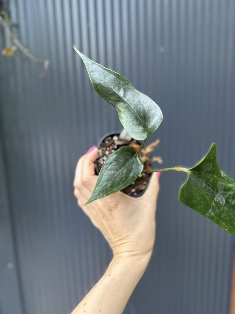 Anthurium nigrolaminum ‘Gigi’