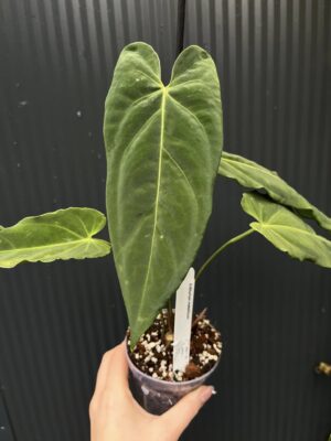 Anthurium Metallicum