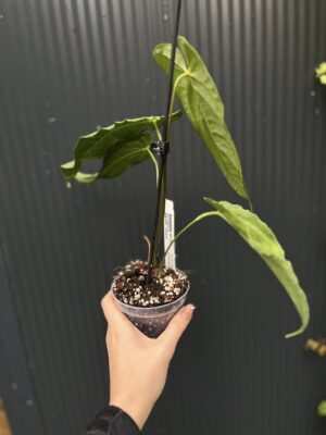 Anthurium Metallicum