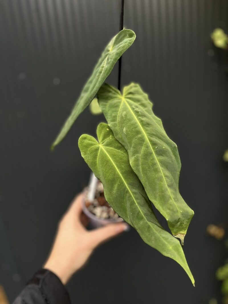 Anthurium Metallicum